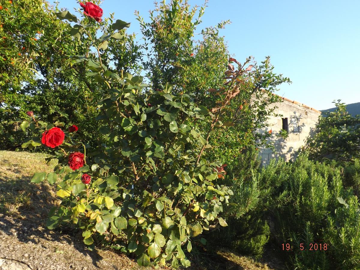 Raj Apartment Kotor Exterior foto